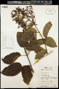 Premna quadrifolia image