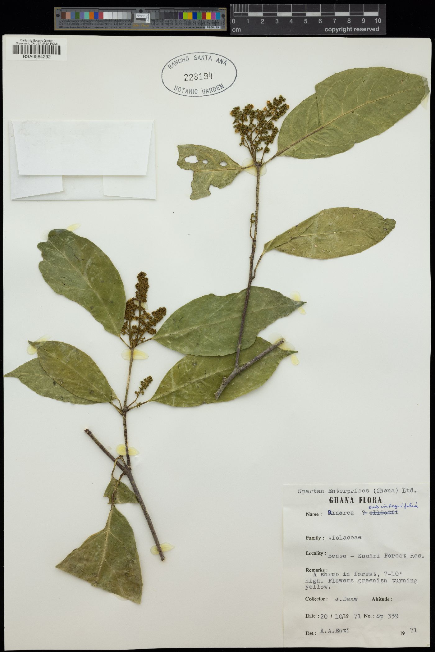 Rinorea subintegrifolia image