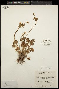 Ranunculus diffusus image