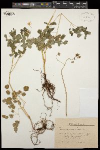 Thalictrum aquilegiifolium image