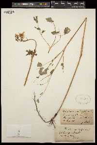 Thalictrum aquilegiifolium image
