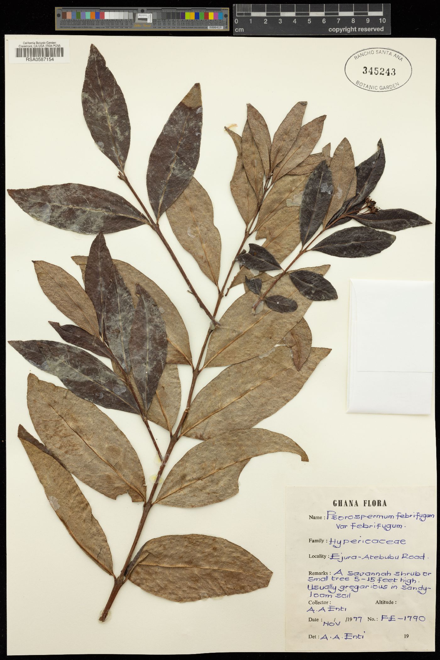 Psorospermum febrifugum var. febrifugum image