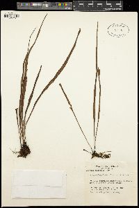 Image of Vittaria guineensis