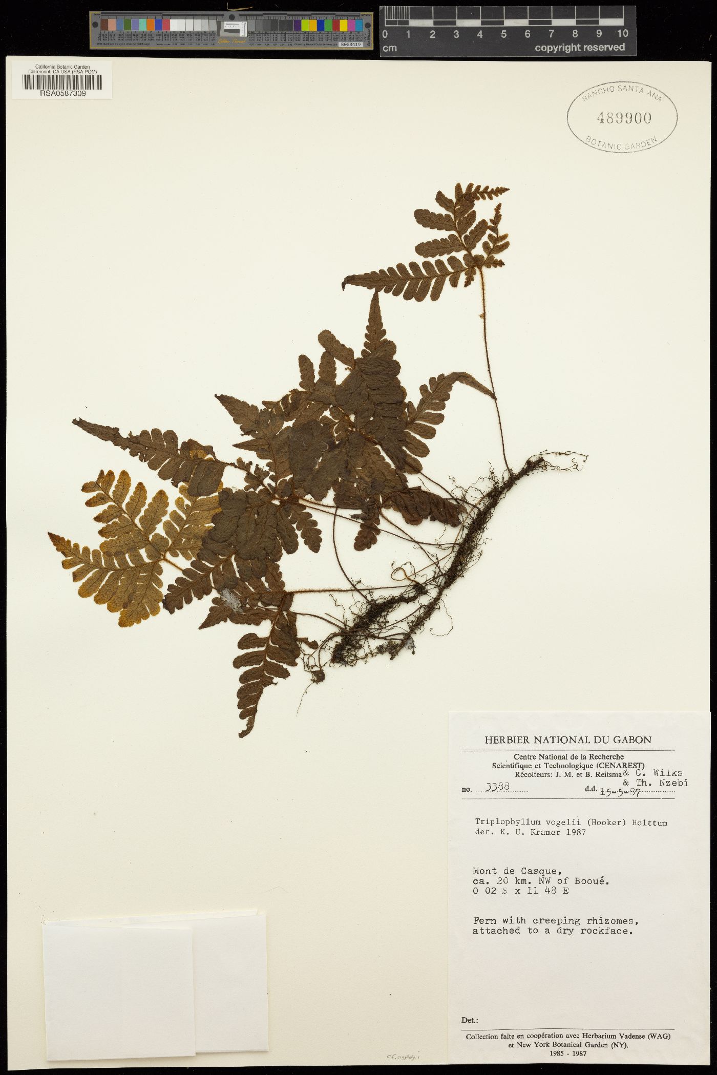 Triplophyllum vogelii image