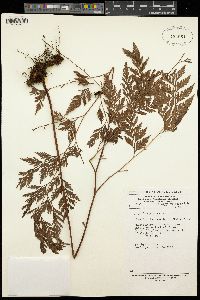 Davallia chaerophylloides image