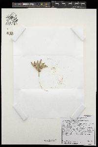 Oenothera primiveris subsp. bufonis image