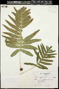 Polypodium cambricum subsp. macaronesicum image