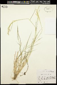 Image of Agrostis reuteri