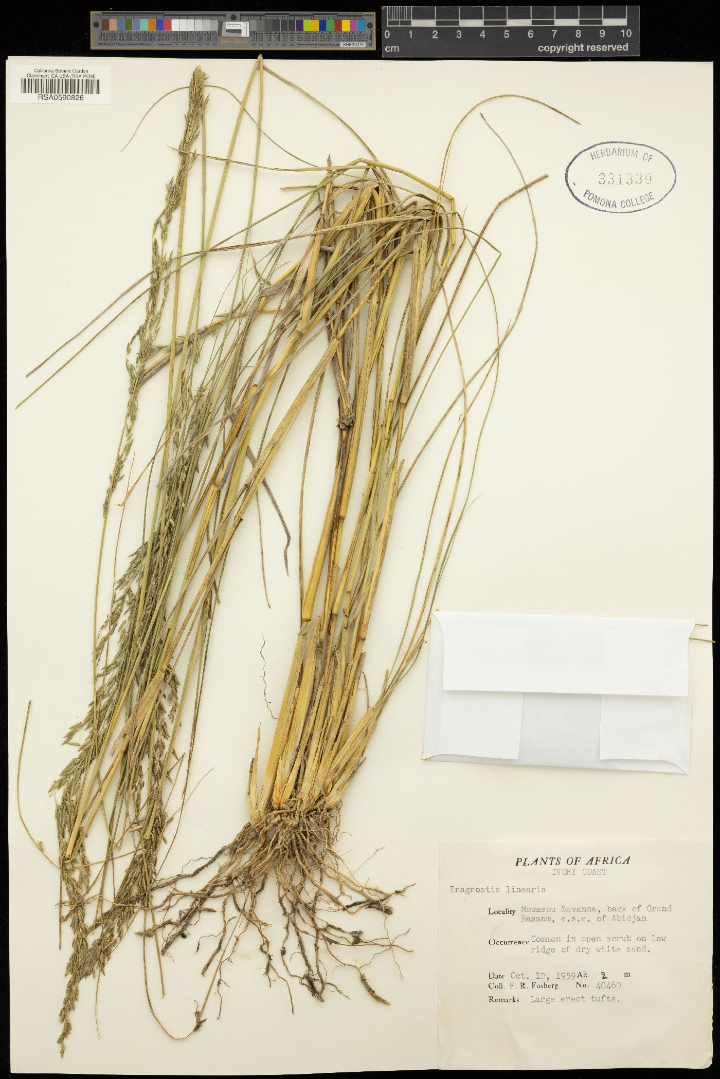 Eragrostis prolifera image