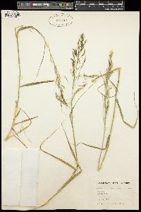 Stipa miliacea var. miliacea image