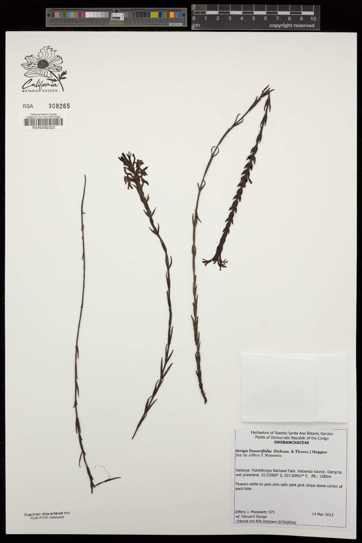 Striga linearifolia image