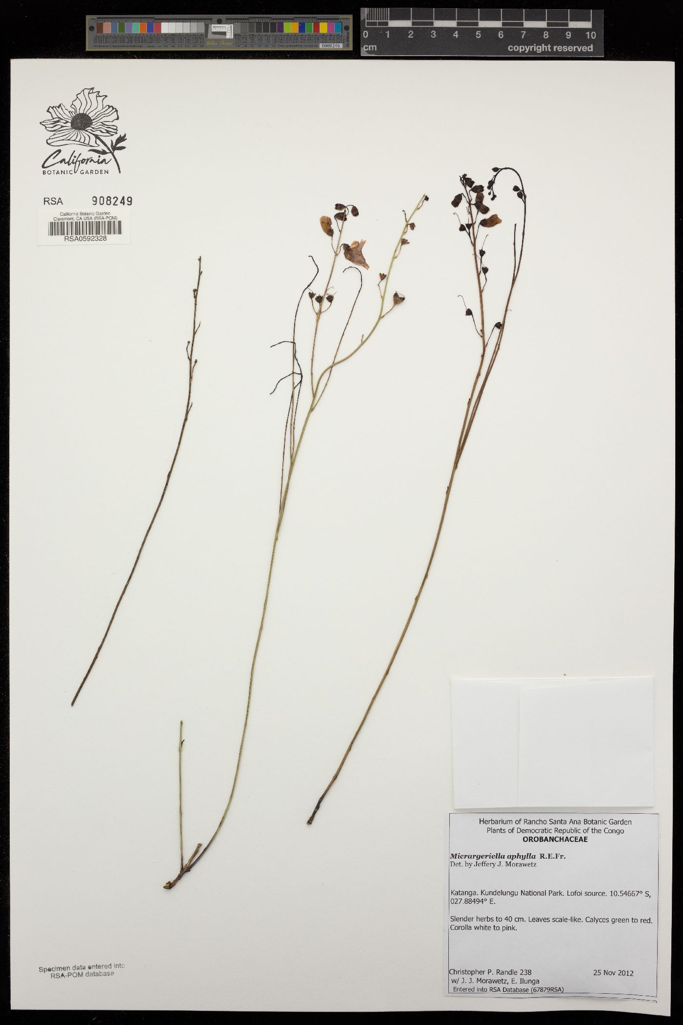 Micrargeriella aphylla image