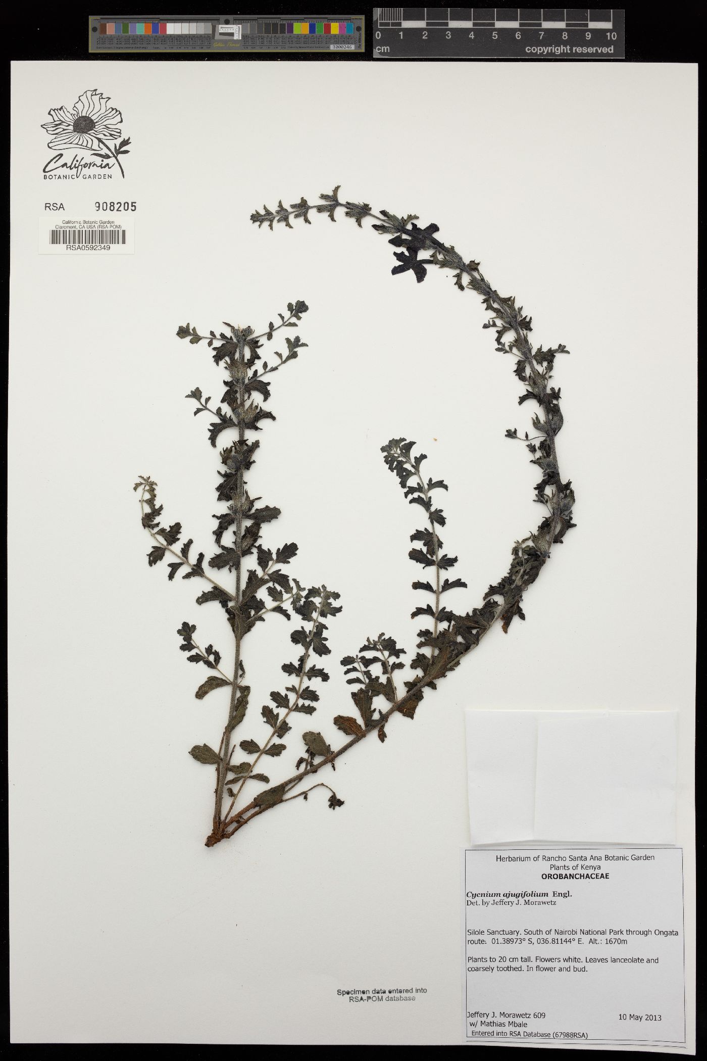 Cycnium ajugifolium image