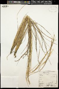 Trachypogon spicatus image
