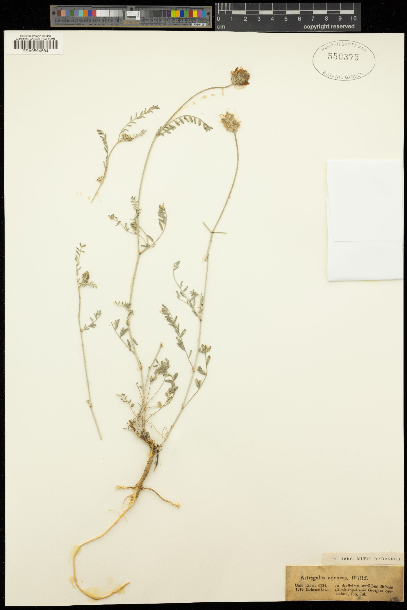 Astragalus aduncus image