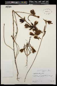 Crotalaria calycina image
