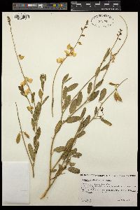 Image of Crotalaria dissitiflora