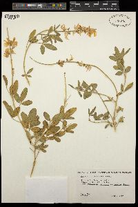 Crotalaria dissitiflora image
