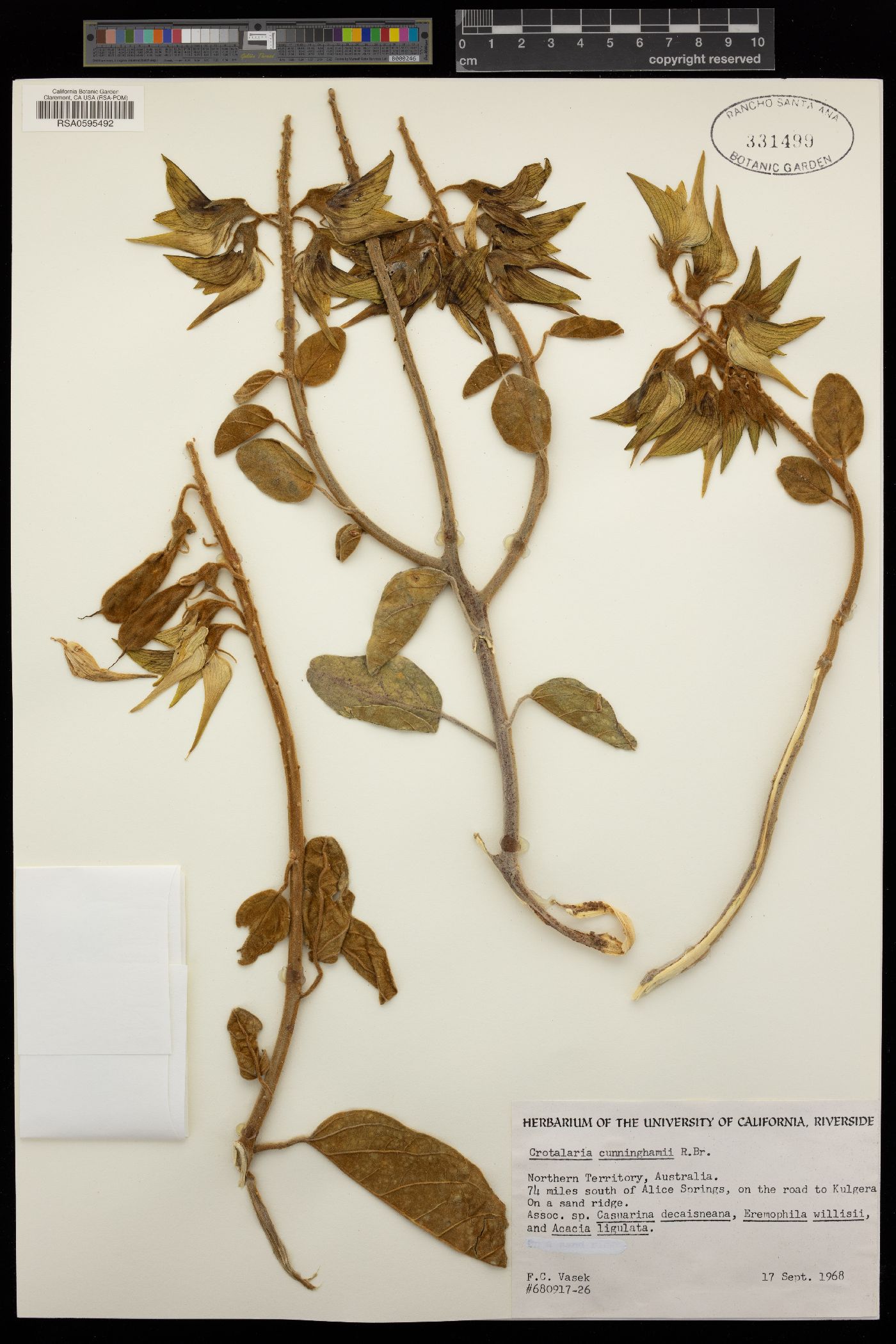 Crotalaria cunninghamii image