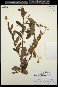 Image of Crotalaria ferruginea
