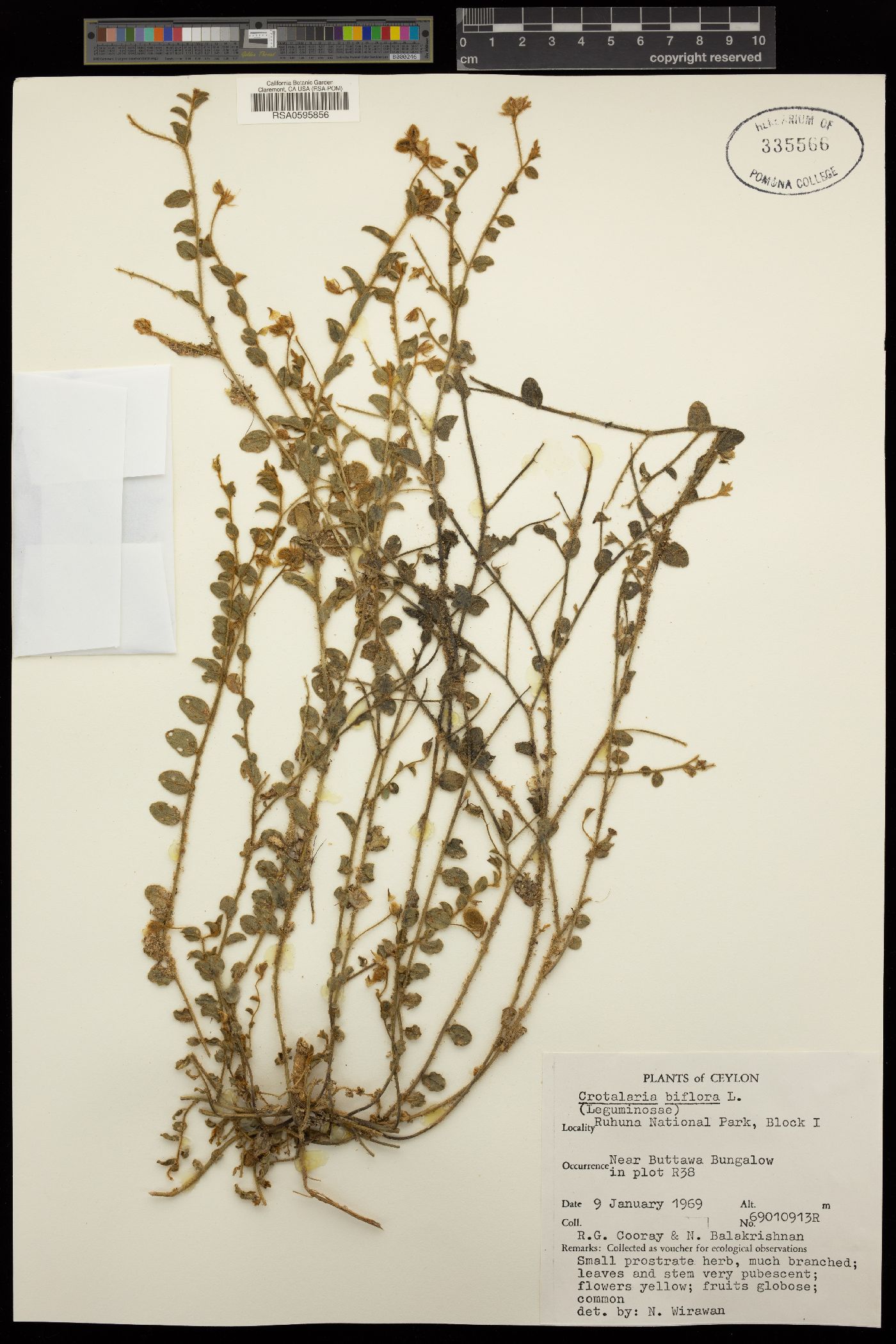 Crotalaria biflora image