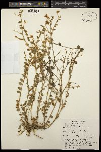 Image of Crotalaria biflora