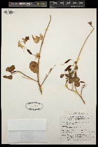 Image of Crotalaria laburnifolia