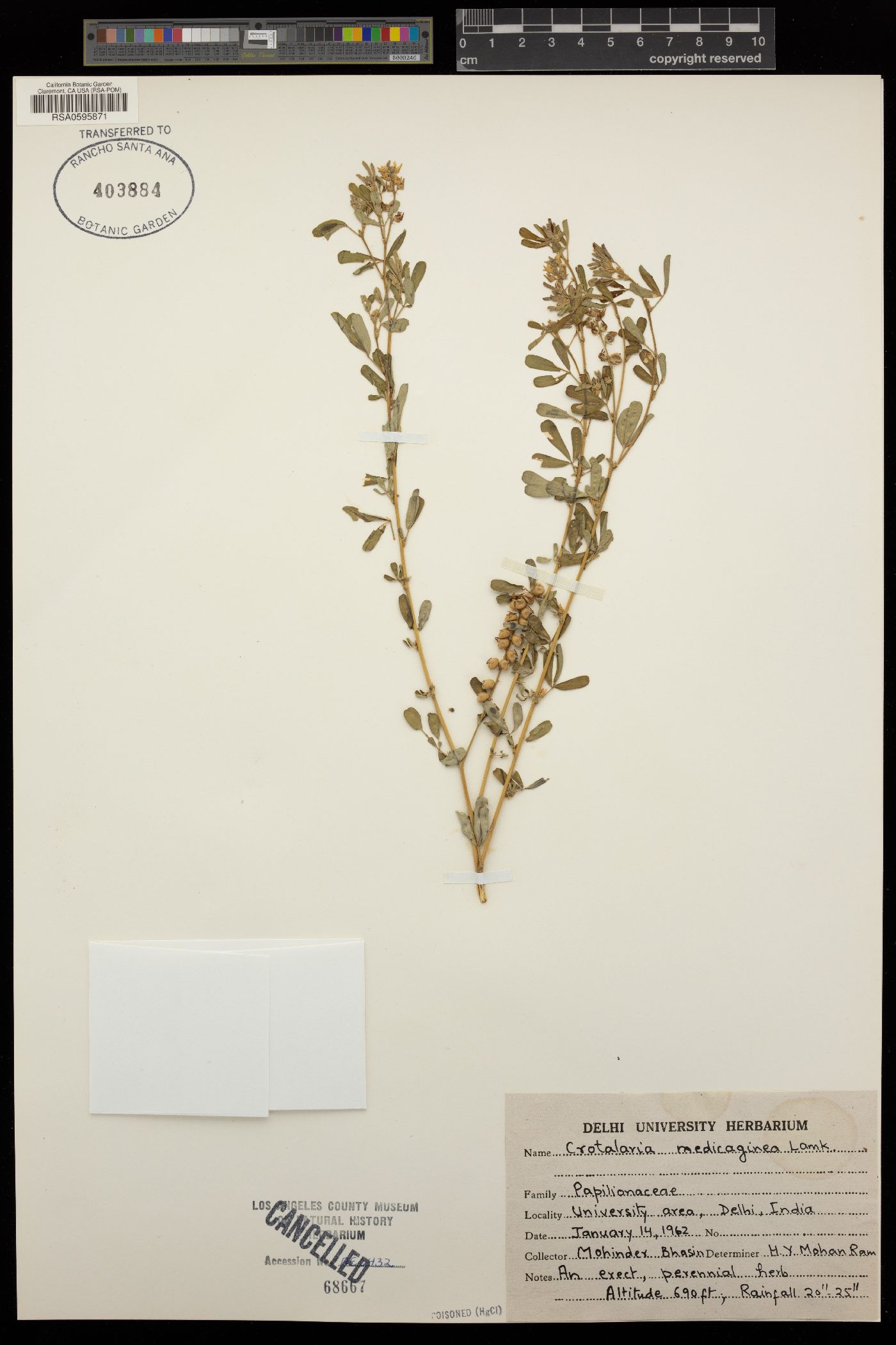 Crotalaria medicaginea image