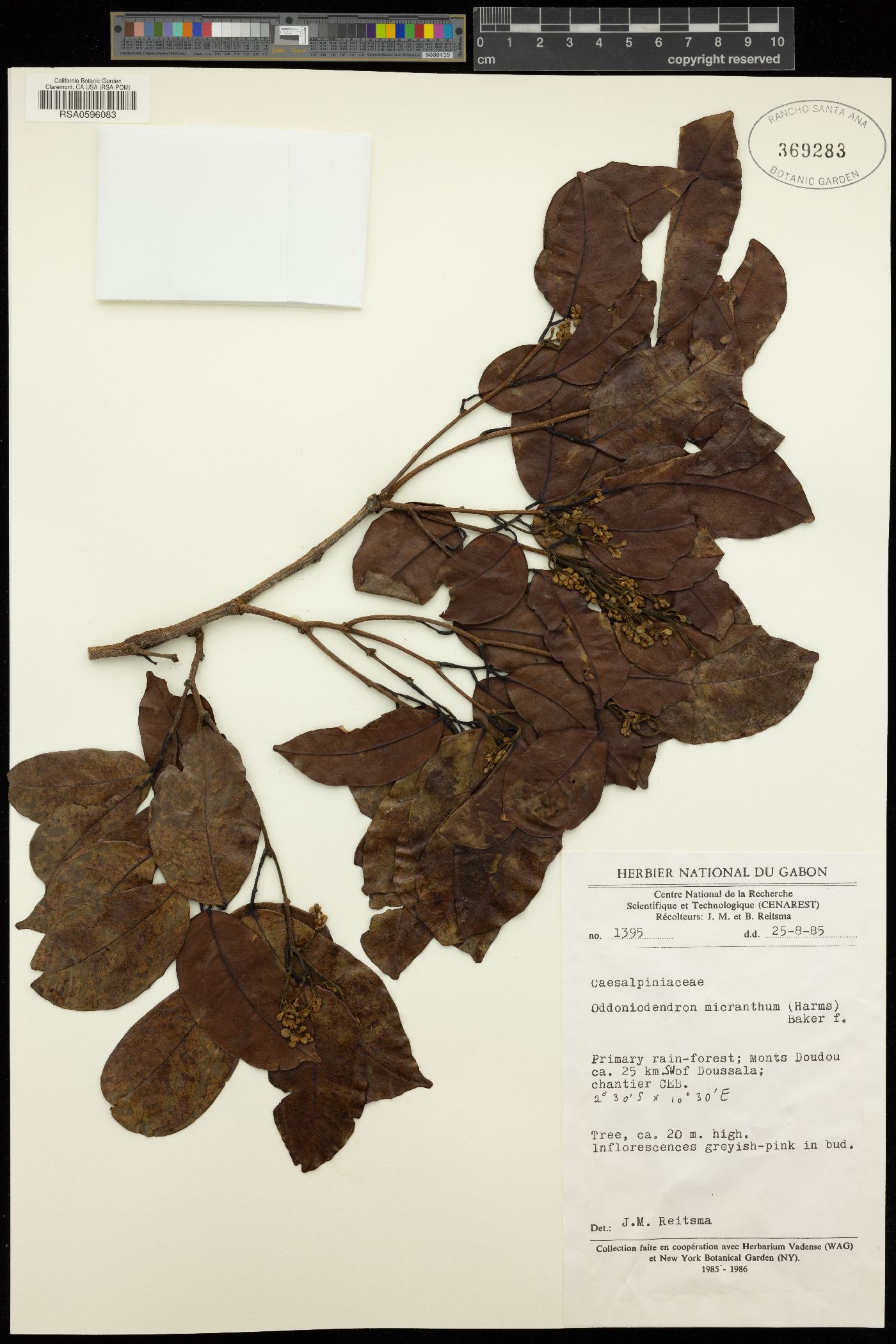 Oddoniodendron micranthum image
