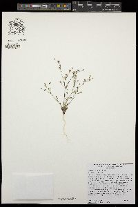 Gilia brecciarum image