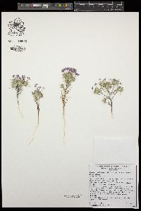 Eriastrum pluriflorum image