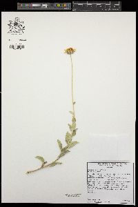 Encelia virginensis image