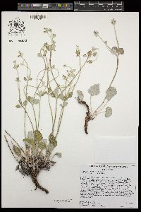 Eriogonum nummulare image