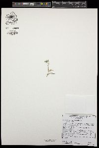 Loeseliastrum depressum image