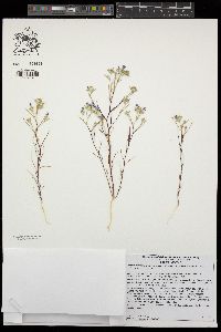 Eriastrum sapphirinum subsp. brevibracteatum image