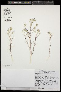 Eriastrum sapphirinum image