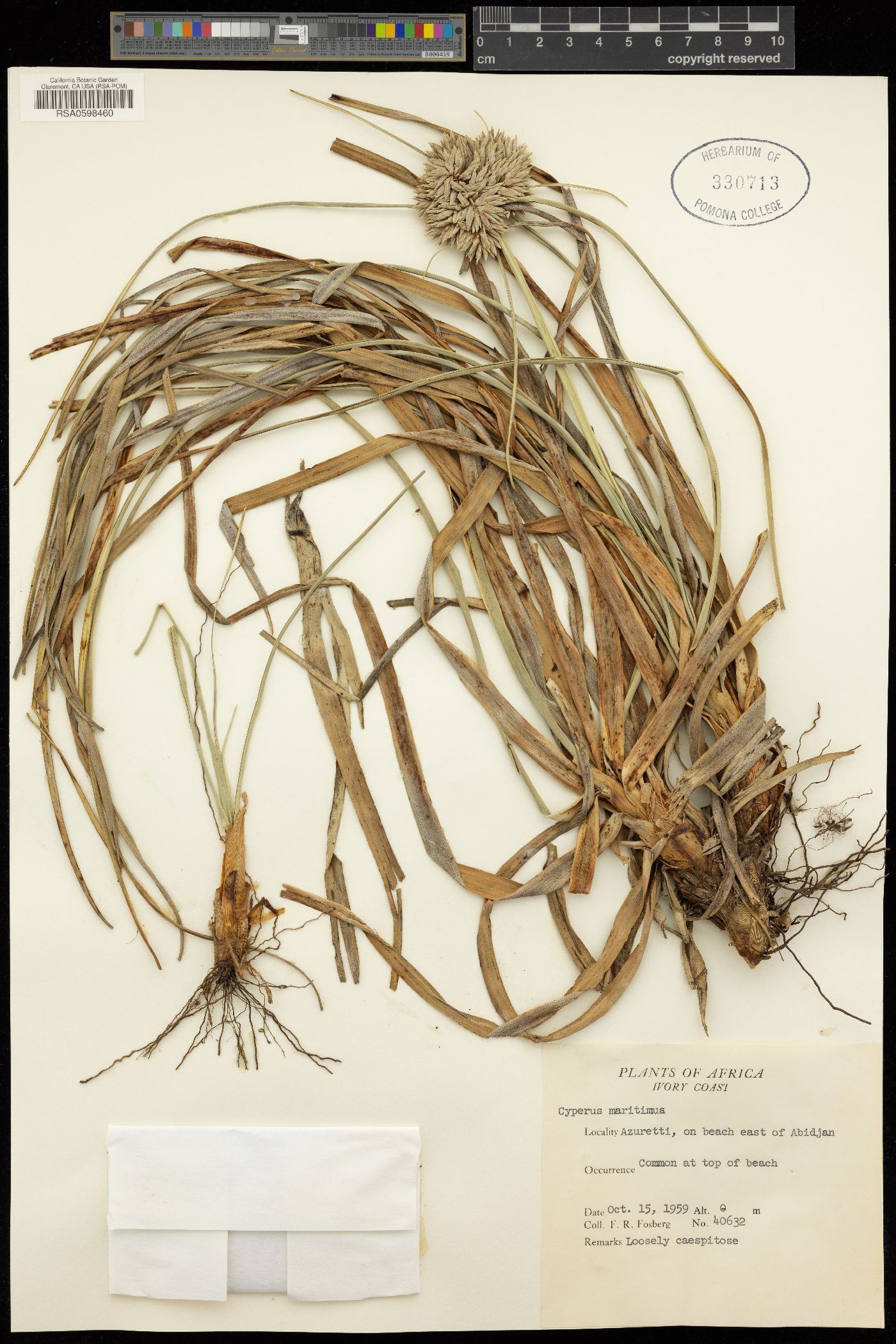 Cyperus angolensis image