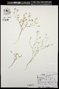 Eriastrum sapphirinum subsp. sapphirinum image