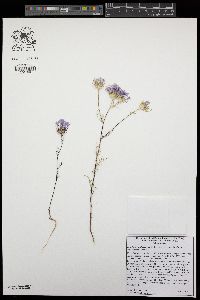 Eriastrum pluriflorum subsp. pluriflorum image