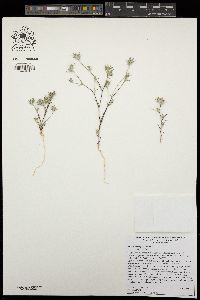 Eriastrum tracyi image