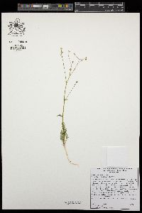 Gilia scopulorum image