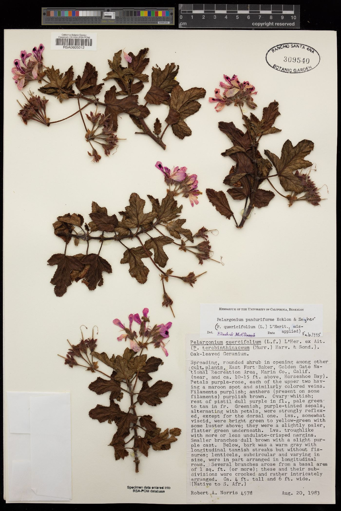 Pelargonium panduriforme image