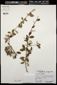 Cotoneaster pannosus image