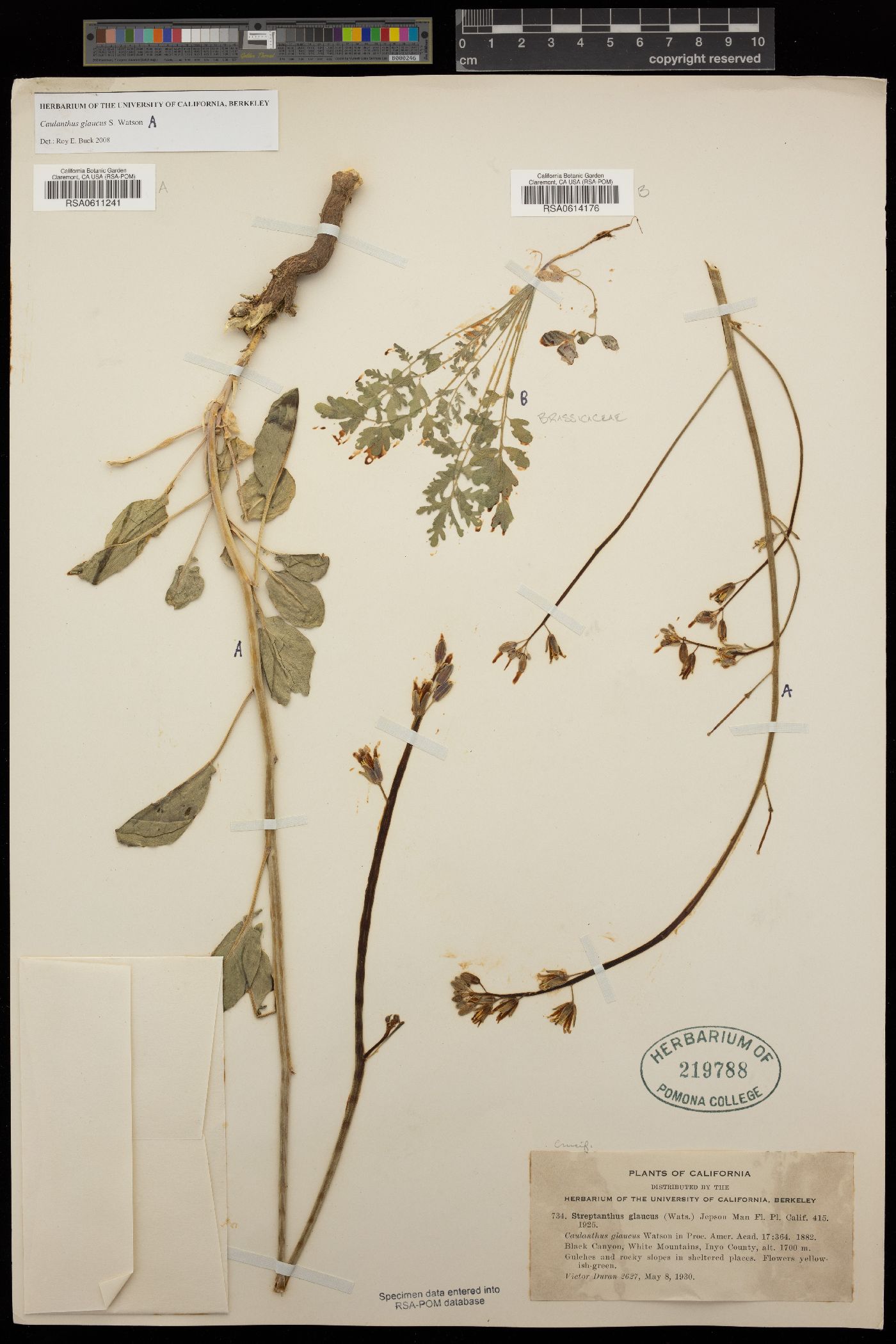 Streptanthus glaucus image