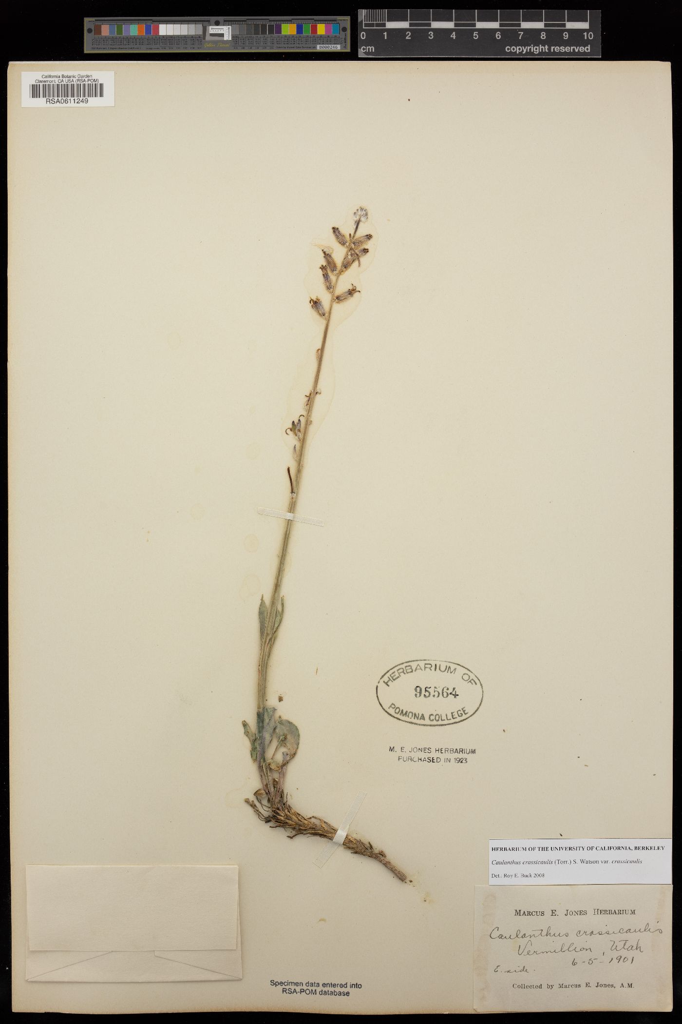 Caulanthus crassicaulis var. crassicaulis image