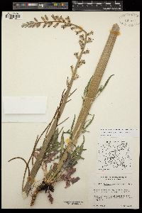 Caulanthus crassicaulis var. crassicaulis image