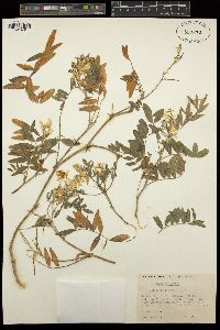 Galega officinalis image