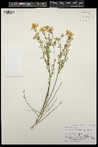 Cytisus striatus image