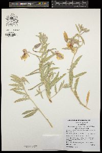 Oenothera californica image