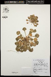 Claytonia rubra image